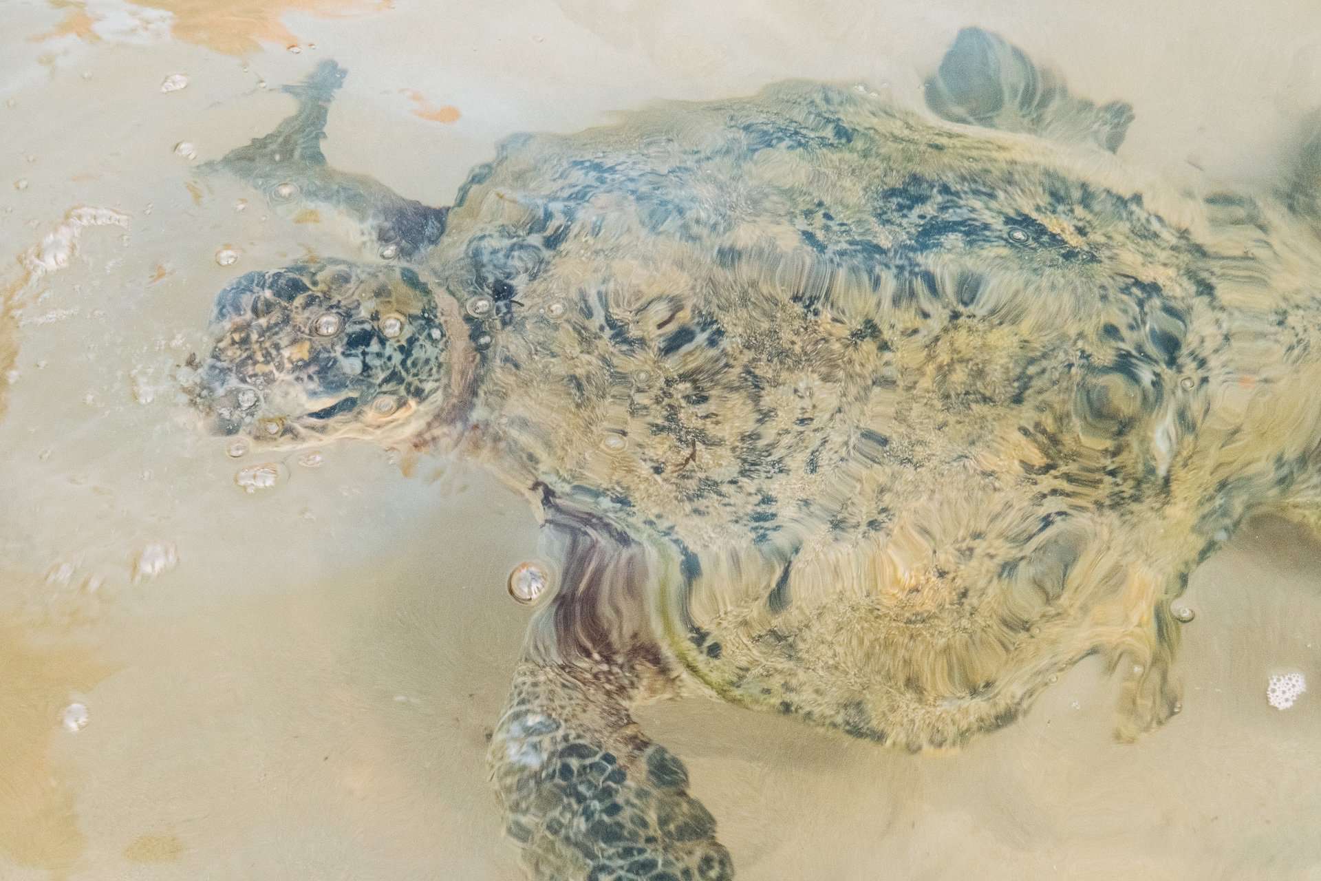 Turtle Beach & Frog Rock